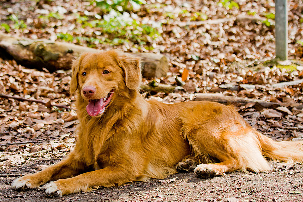 Edison liegt bequem auf dem Boden und lächelt dabei