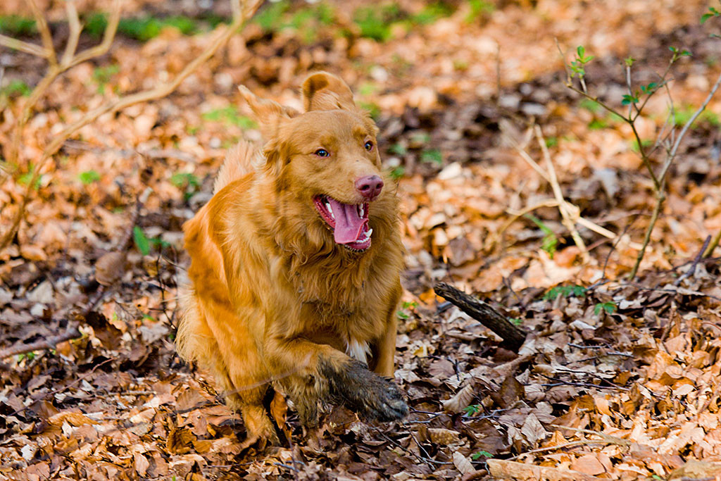 Edison rennt wie ein verrückter mit dreckigen Pfoten und Nase durchs Laub