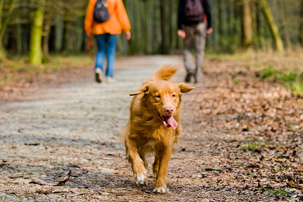 Edison läuft hechelnd auf die Kamera zu