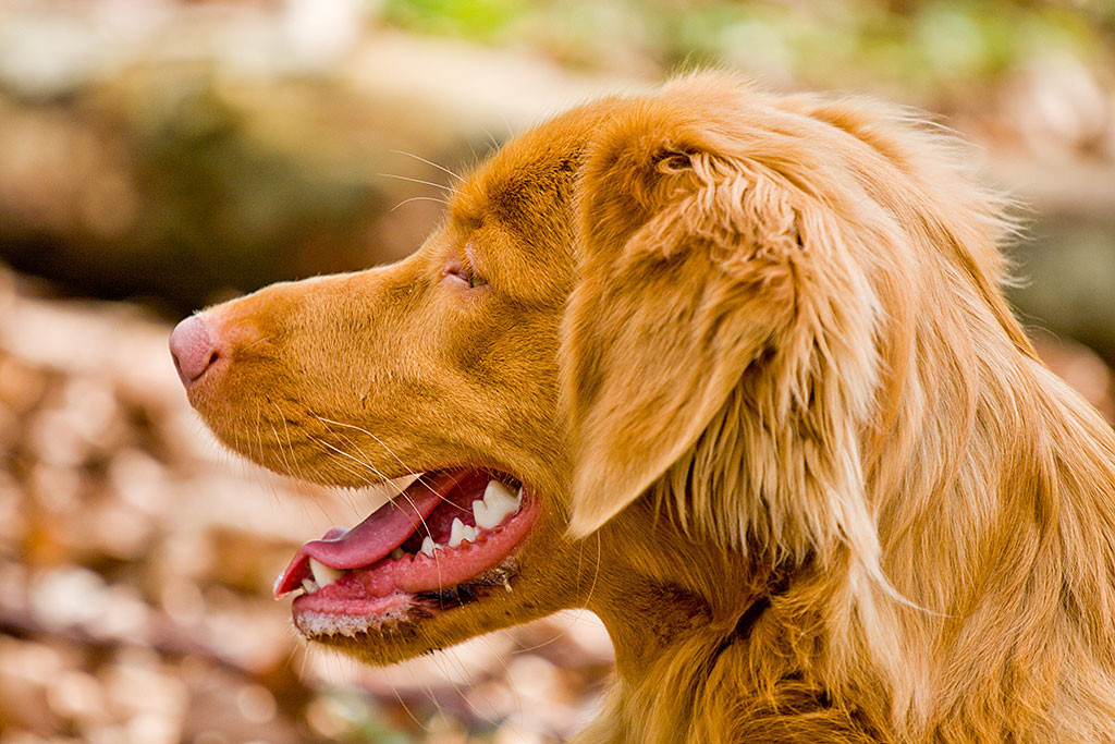 Edisons Kopf von der Seite während er lächelt