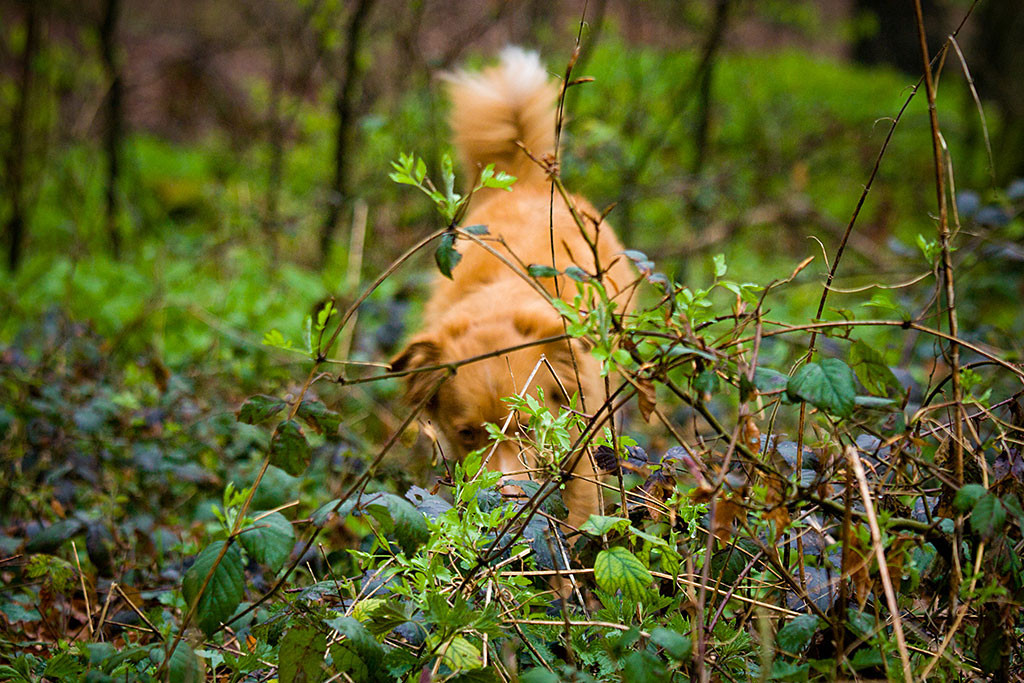 Frieda schnüffelt im Unterholz
