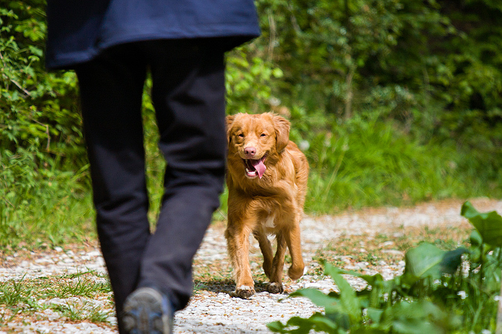 Edison läuft freudig und mit heraushängender Zunge Theo entgegen