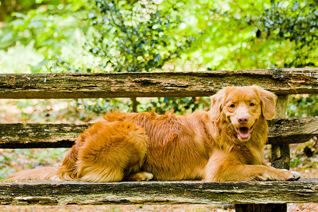 Edison liegt auf einer Holzbank