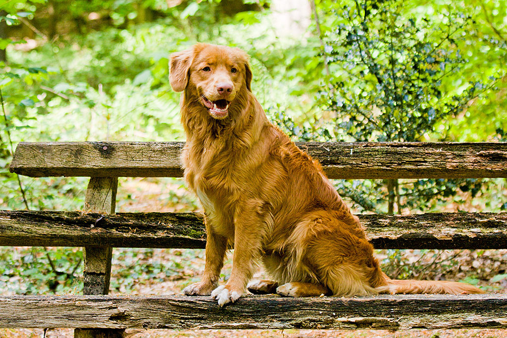 Edison sitzt auf einer Holzbank und lächelt