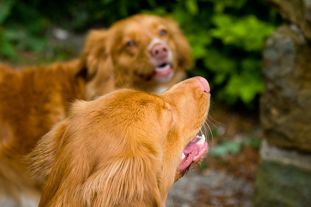 Edison im Vordergrund, Frieda unscharf im Hintergrund, beide lächeln