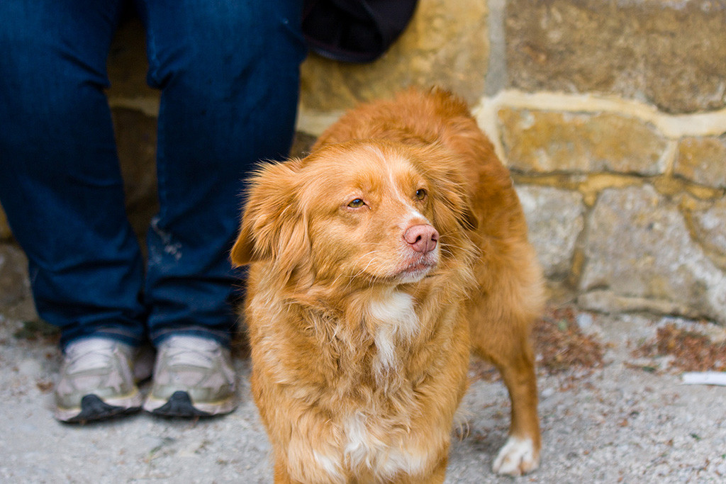 Frieda hält ihre Nase in den Wind, im Hintergrund sind Julias Beine zu sehen