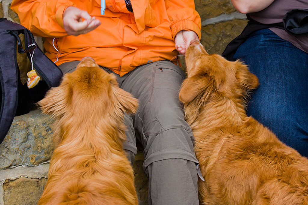 Edison und Frieda sitzen vor Sigrid und bekommen ein Leckerchen