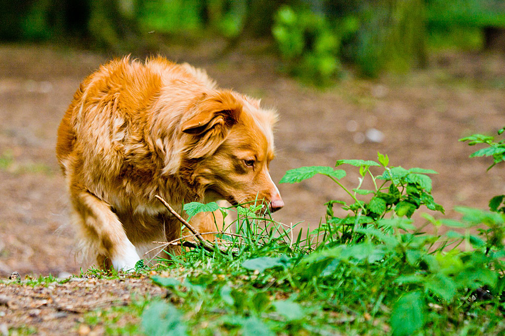 Frieda schnüffelt auf dem Waldboden