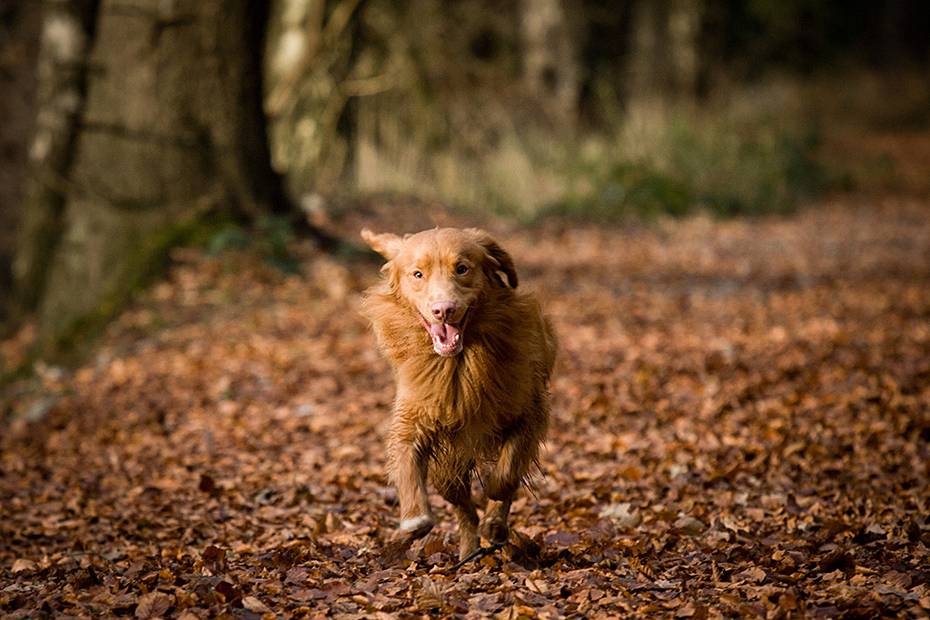 Edison rennt lächelnd über eine goldgelbe Laubdecke auf die Kamera zu