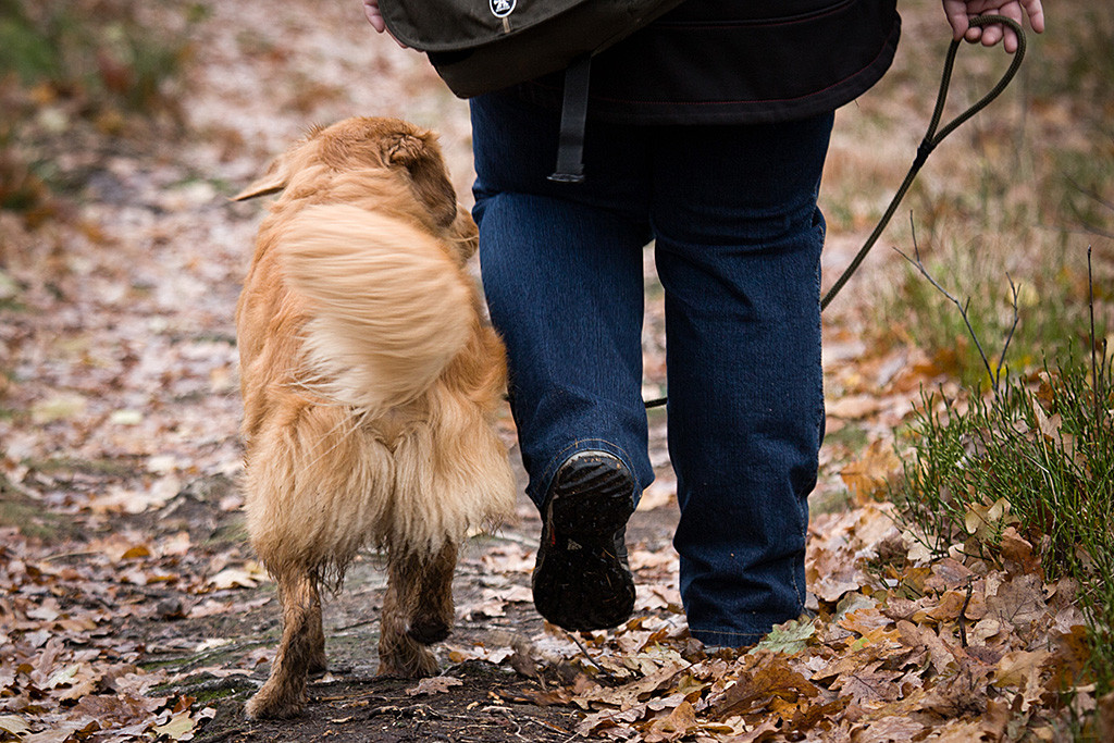 Edison läuft an der Leine mit Julia einen Trampelpfad entlang, beide in Rückenansicht