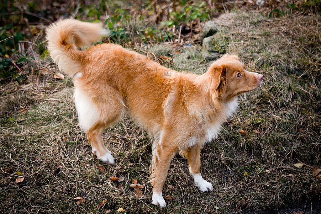Frieda in Nahaufnahme von der Seite läuft auf dem Waldboden