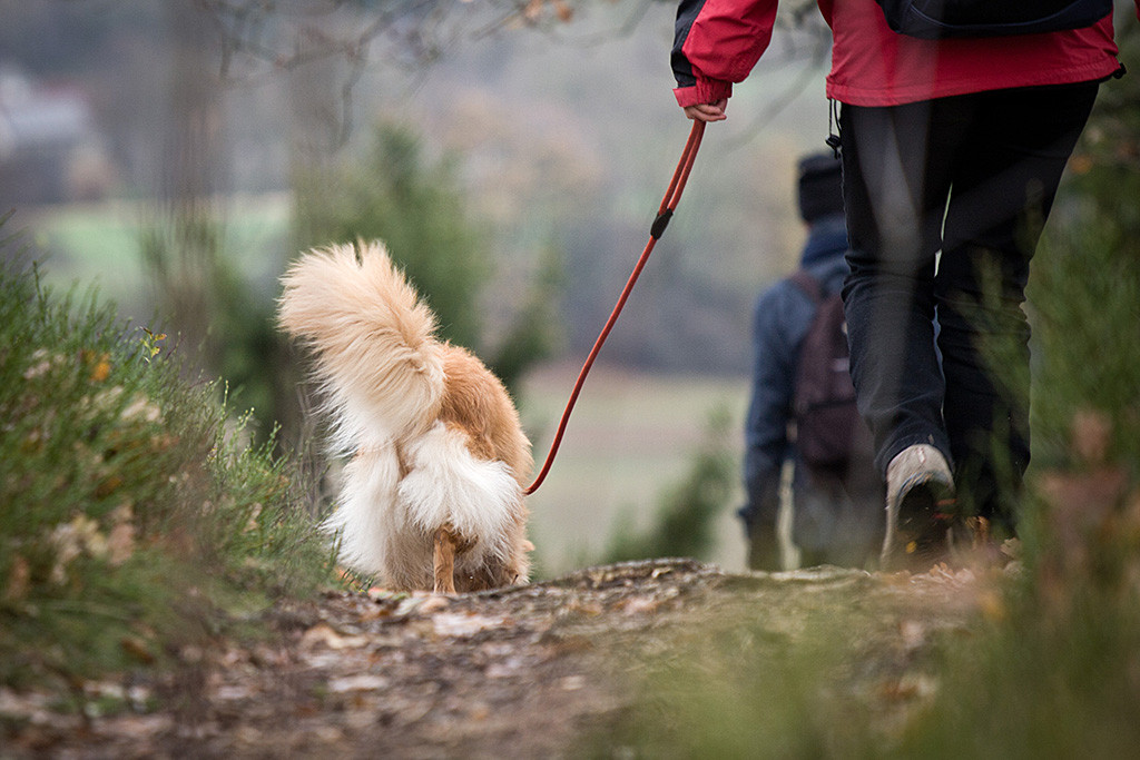 Frieda läuft an der Leine mit Sigrid einen Trampelpfad entlang, beide in Rückenansicht