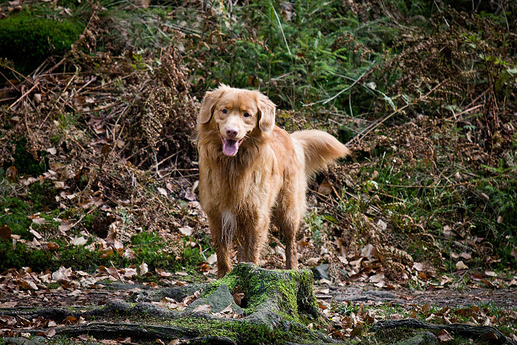 Edison steht mitten im Wald, hält den Kopf leicht schräg und lächelt in die Kamera