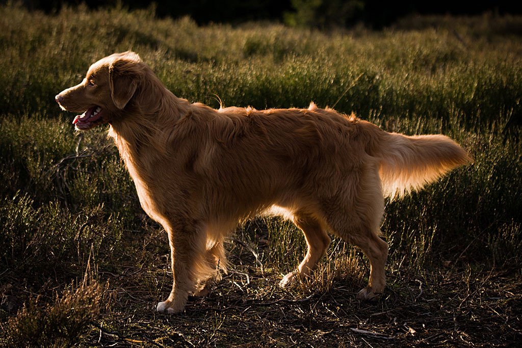 Edison steht im Licht der untergehenden Sonne in mitten eines Meeres von Erikakraut