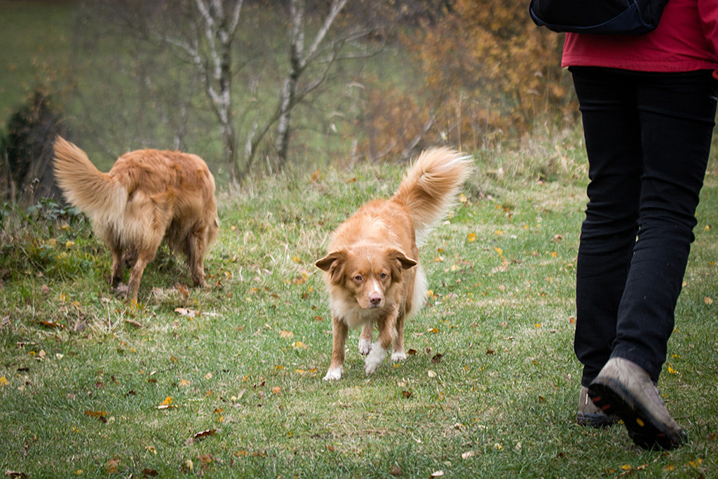 Edison und Frieda erkunden schnüffelnd das Gelände, vorn ist Sigrid zu sehen