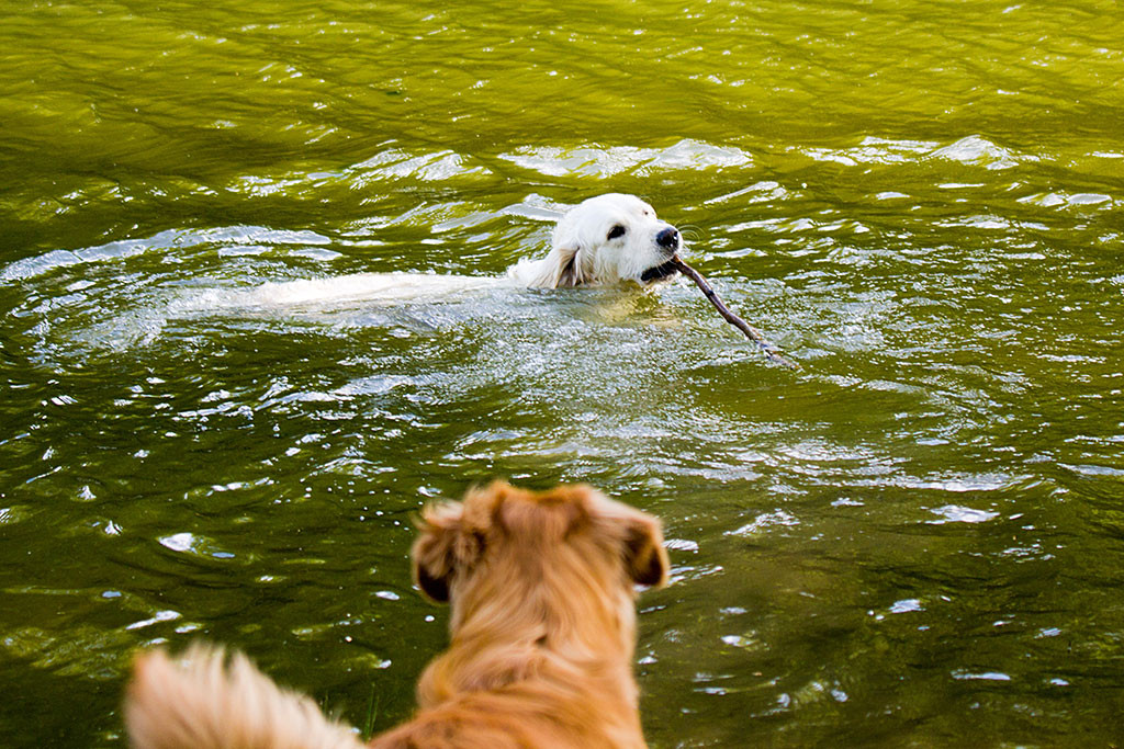 Edison schaut Emma zu, wie sie mit Stock im Fang schwimmt