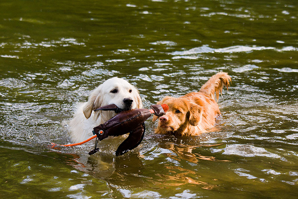 Edison versucht Emma im Wasser die Dummy-Ente aus dem Fang zu schnappen