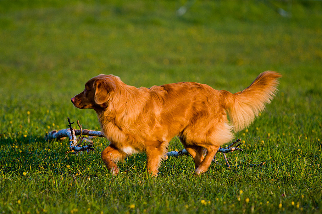 Edison läuft über die Koppel, im Hintergrund liegt ein Birkenast