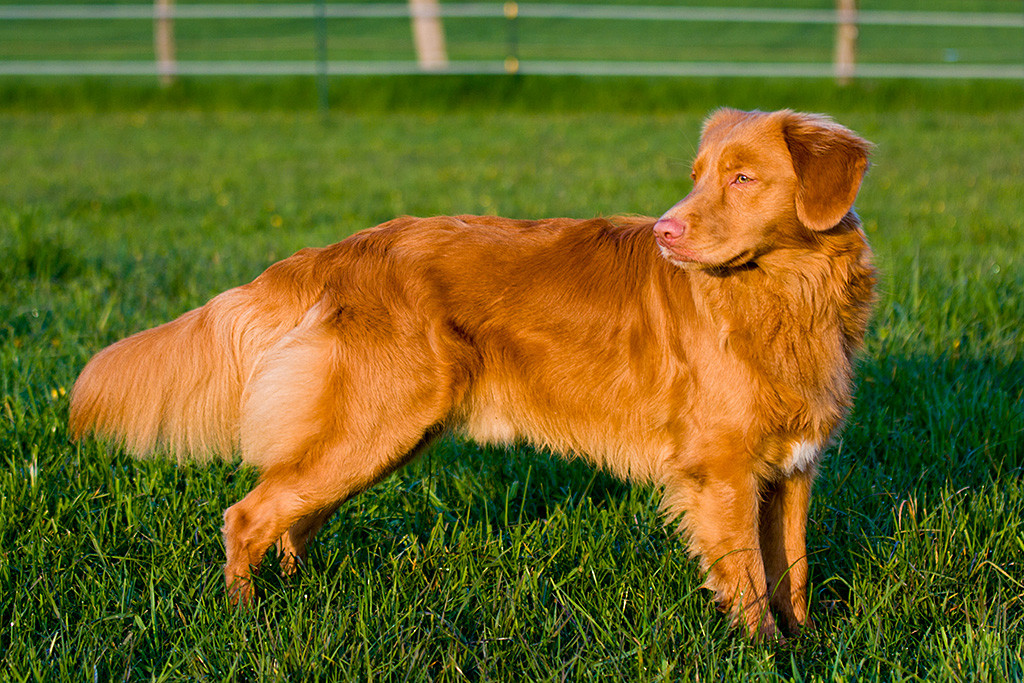 Edison posiert für mich auf der Koppel