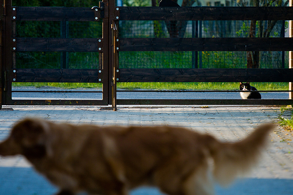 Edison läuft im Vordergrund durchs Bild während ihn im Hintergrund eine schwarz-weiße Katze beobachtet