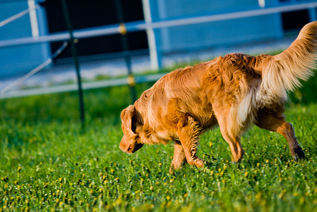 Edison nimmt eine Fährte auf
