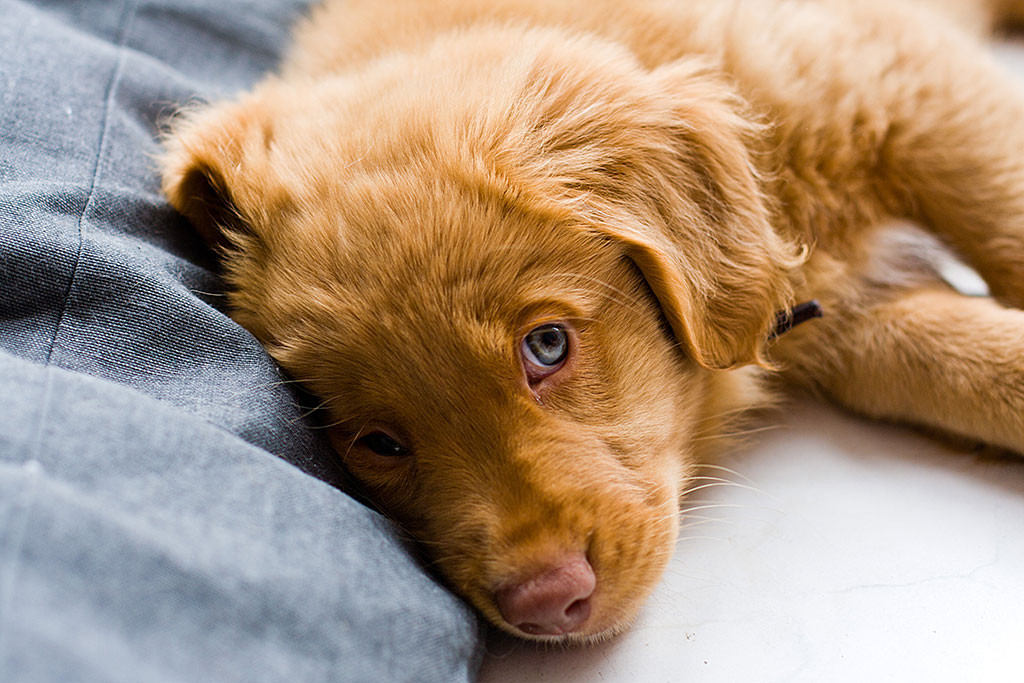 Edison blickt in die Kameralinse