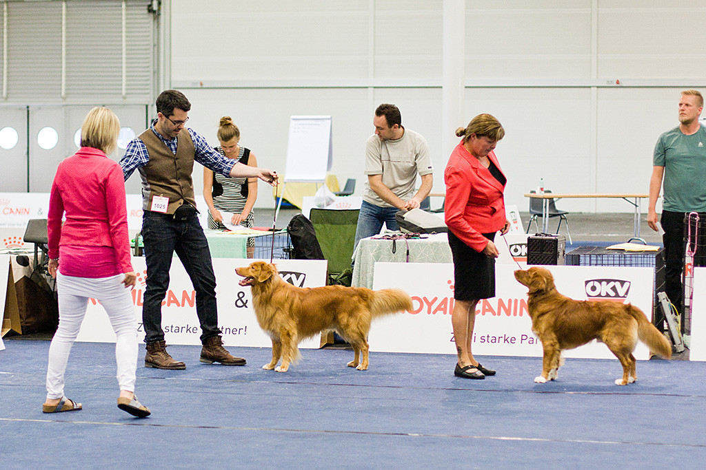 Edison steht 100%ig vor den Augen der Richterin, daneben »Shaggy Toller’s Red Hot Dexter«