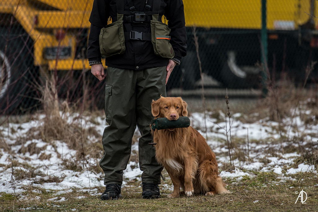 Edison gibt Stephan den Dummy aus dem Fang
