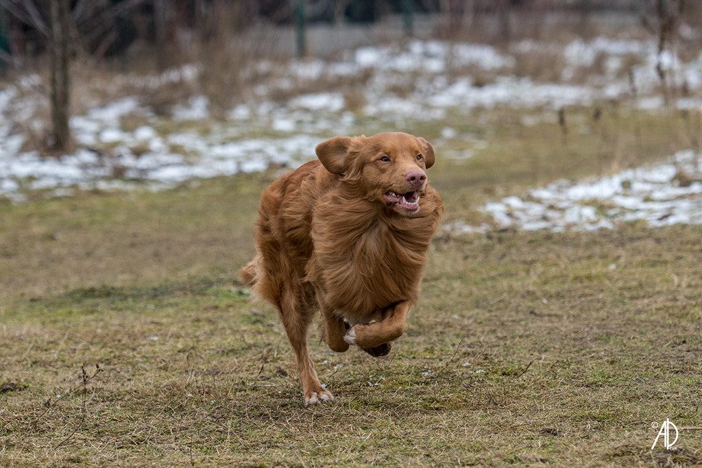 Edison rennt mit einem breiten Grinsen über den Trainingsplatz