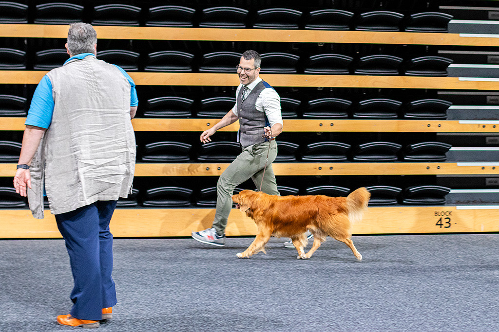 Edison läuft im perfekten Kreuzgang an Stephans Seite an der Richterin vorbei, die ihn in diesem Moment zum besten Hund der Show ernennt