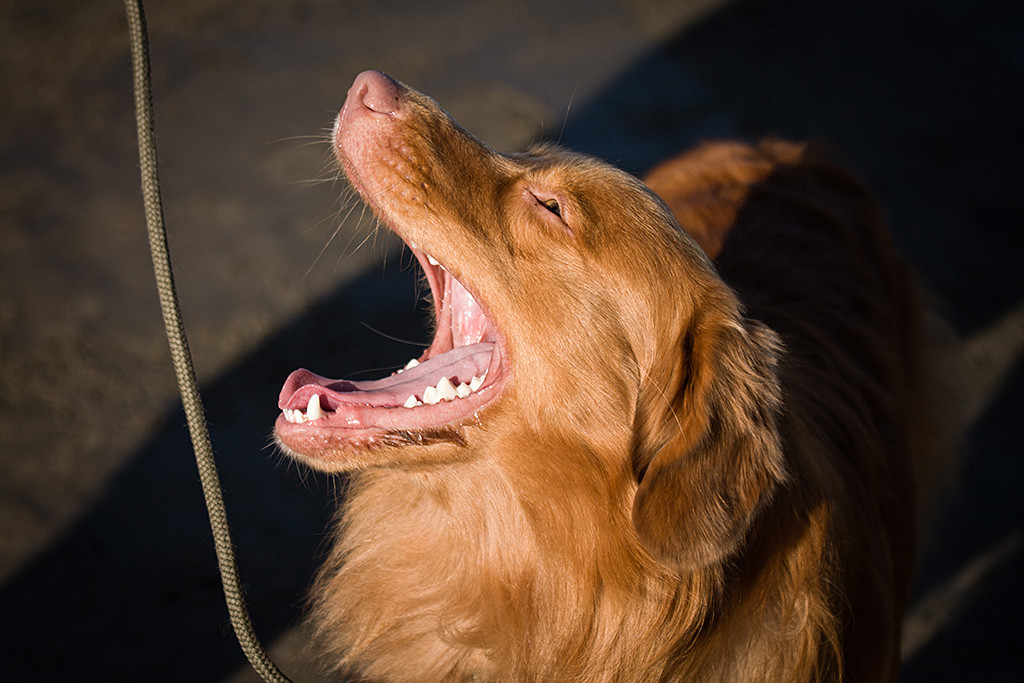 Edison gähnt mit weit geöffnetem Maul