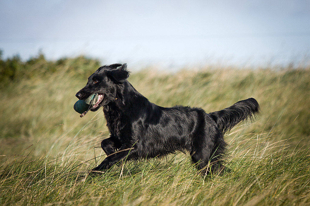 Flat Coated Retriever Ivy läuft mit Dummy im Fang durchs hohe Gras