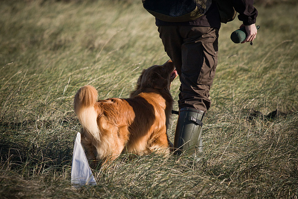 Edison läuft neben Stephan, der einen Dummy in seiner rechten Hand hält, frei bei Fuß durchs hohe Gras