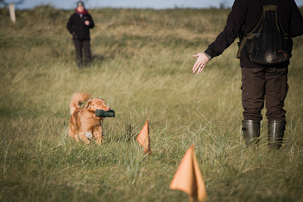 Edison bringt den Dummy zurück zu Stephan, der am Fähnchen steht und seine linke Hand austreckt