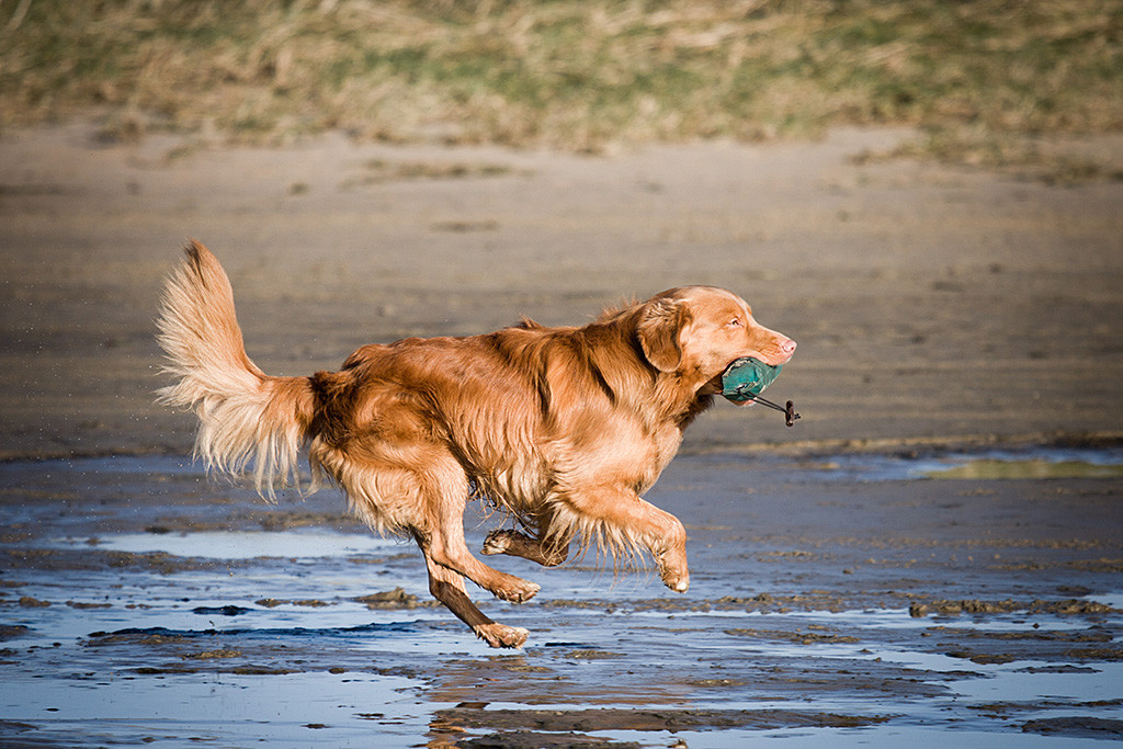 Edison fliegt förmlich mit Dummy im Fang übers Wattenmeer