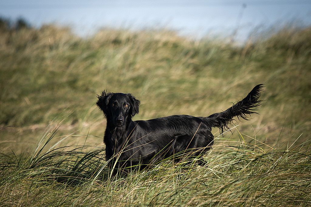 Flat Coated Retriever Ayca steht im hohen Gras und schaut dabei direkt in die Kamera
