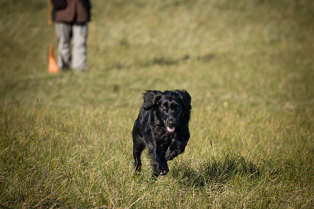 Flat Coated Retriever Ivy sprintet durchs hohe Gras auf die Kamera zu