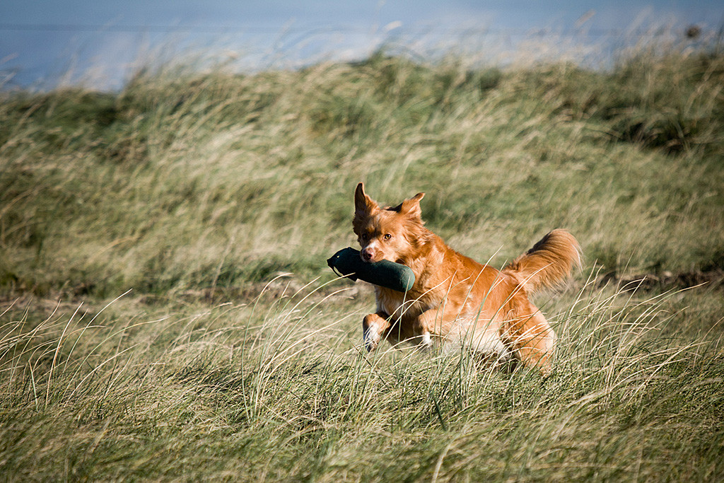 Toller-Dame Frieda springt förmlich mit Dummy im Fang durchs hohe Gras