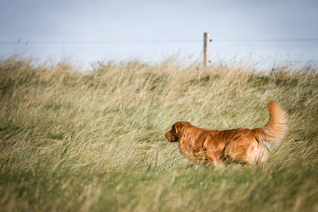 Edison durchstreift das hohe Gras auf der Suche nach einem Dummy