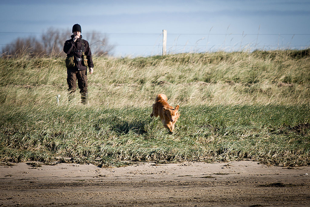 Edison, der gerade von Stephan geschickt wurde, rennt durchs hohe Gras auf den Strand zu