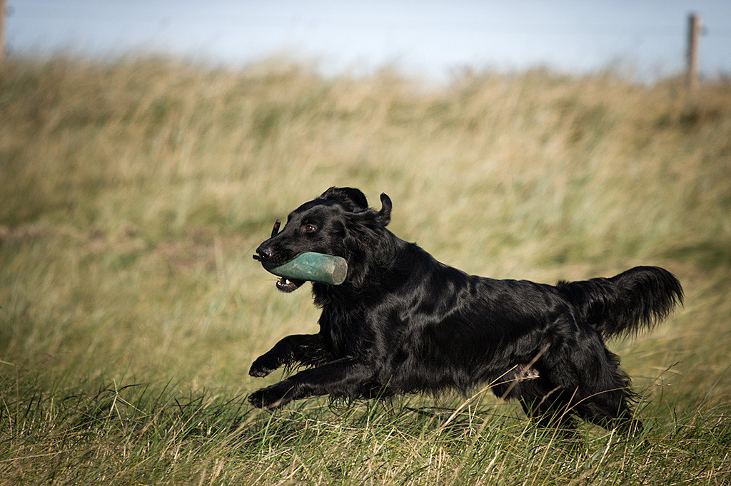 Flat Coated Retriever Eaton sprintet mit Dummy im Fang durchs hohe Gras