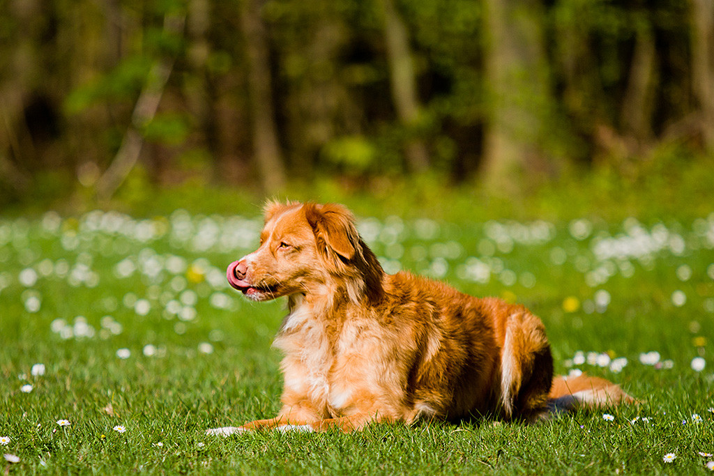 Frieda liegt im Gras und leckt sich die Nase