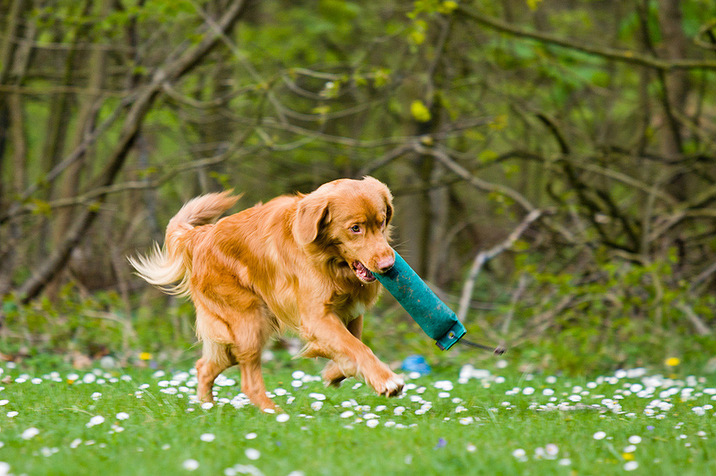 Edison eiert mit dem Dummy rum