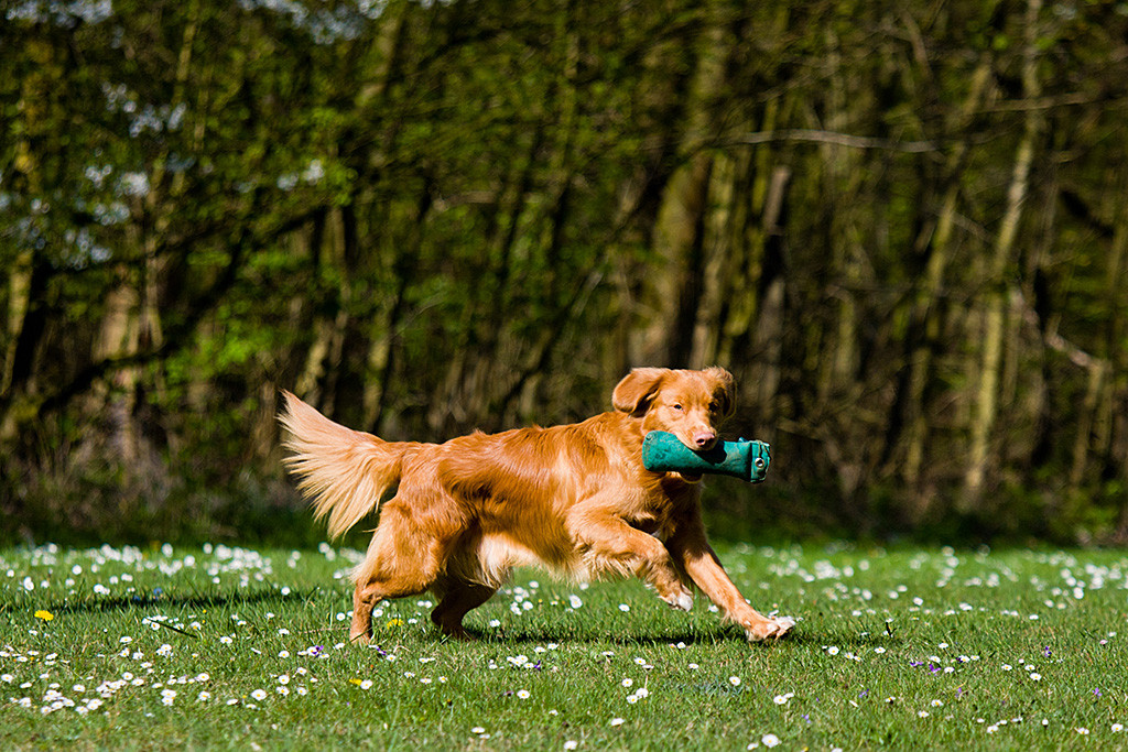 Edison läuft mit dem Dummy im Maul über die Wiese