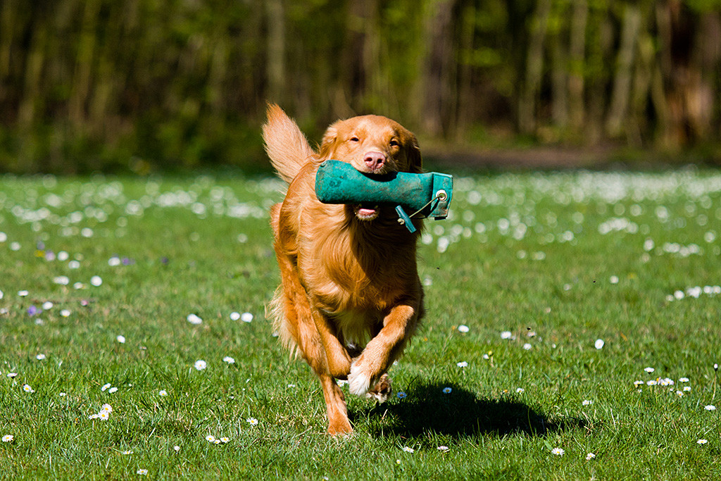 Edison läuft mit dem Dummy im Maul auf die Kamera zu