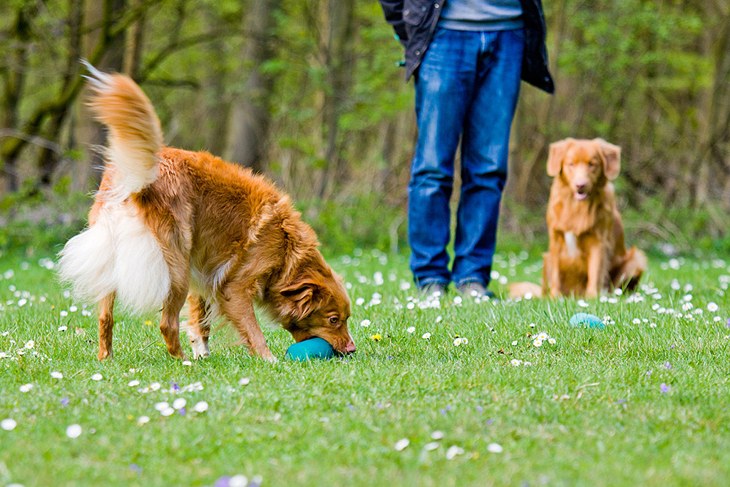 Frieda nimmt den Dummy auf während Edison im Hintergrund zuschaut