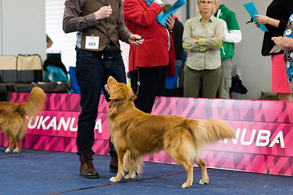 Edison steht mit voller Körperspannung, waagerecht getragener Rute und Kopf nach oben vor Stephan im Ring