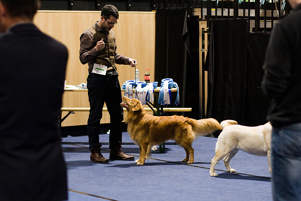 Edison steht mit voller Körperspannung vor Stephan im Vorring und schaut zu ihm hoch