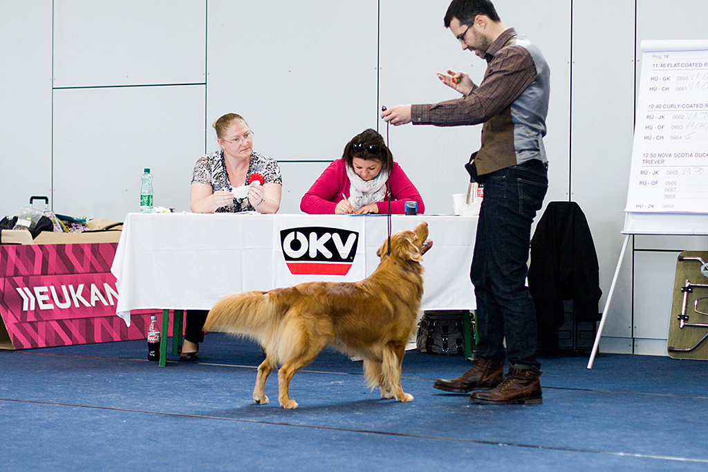 Edison steht mit voller Körperspannung, waagerecht getragener Rute und Kopf nach oben zu Stephan vor dem Richtertisch