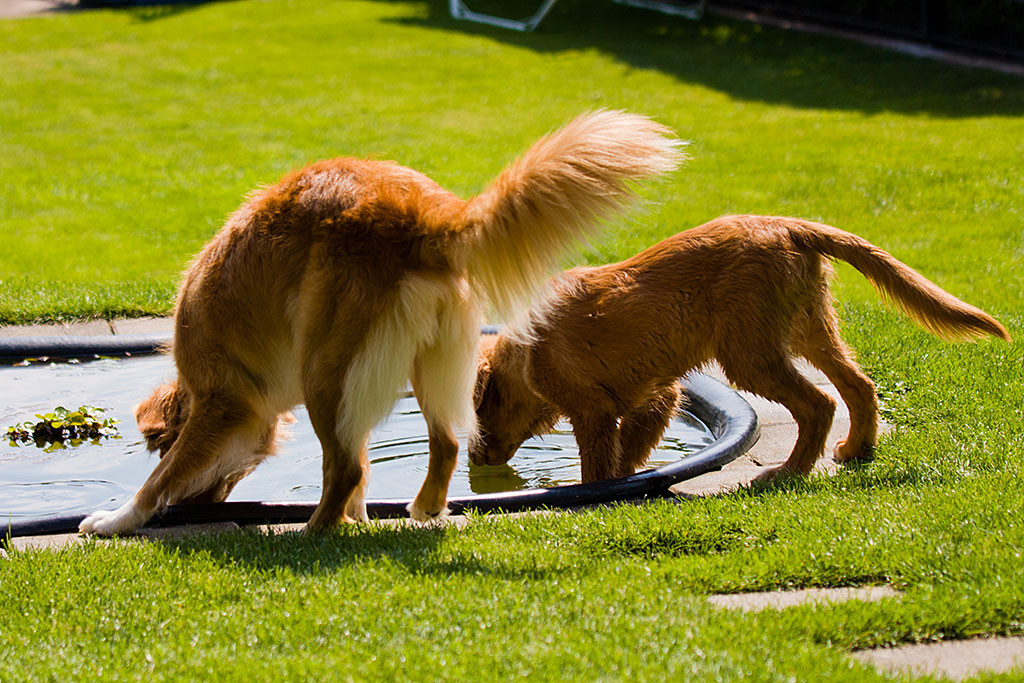 Edison und Frieda trinken aus dem Gartenteich